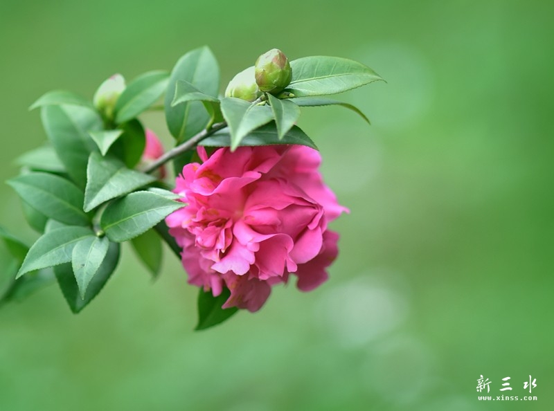 佛山植物完茶