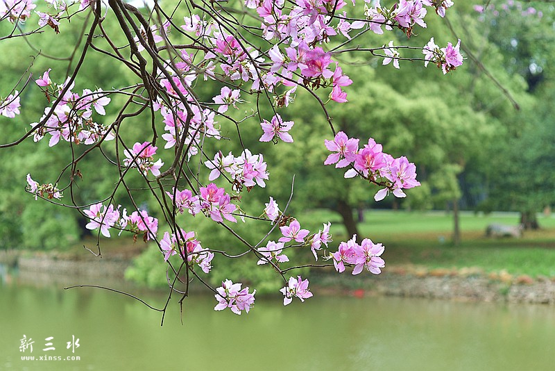 植物