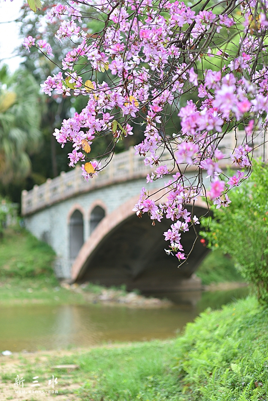 植物