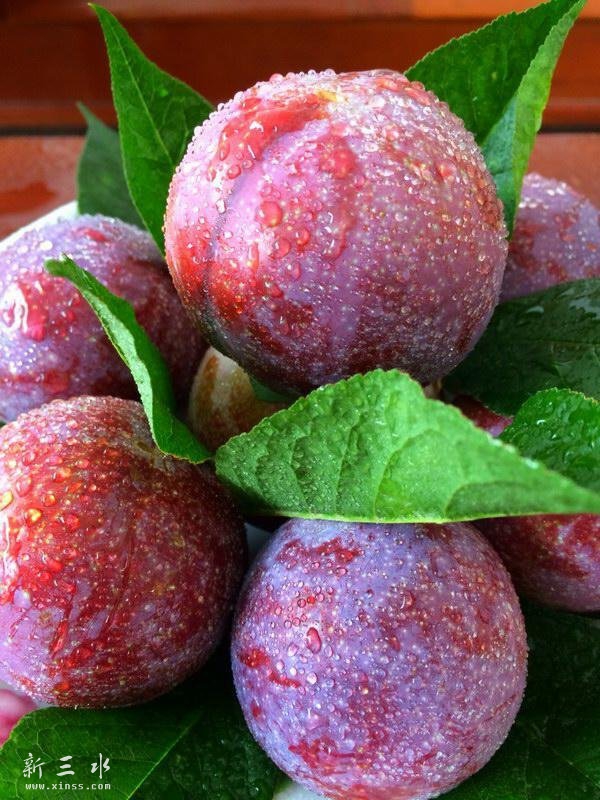 乐晶九峰山特产—脆红李,内红而甜,酸甜可口