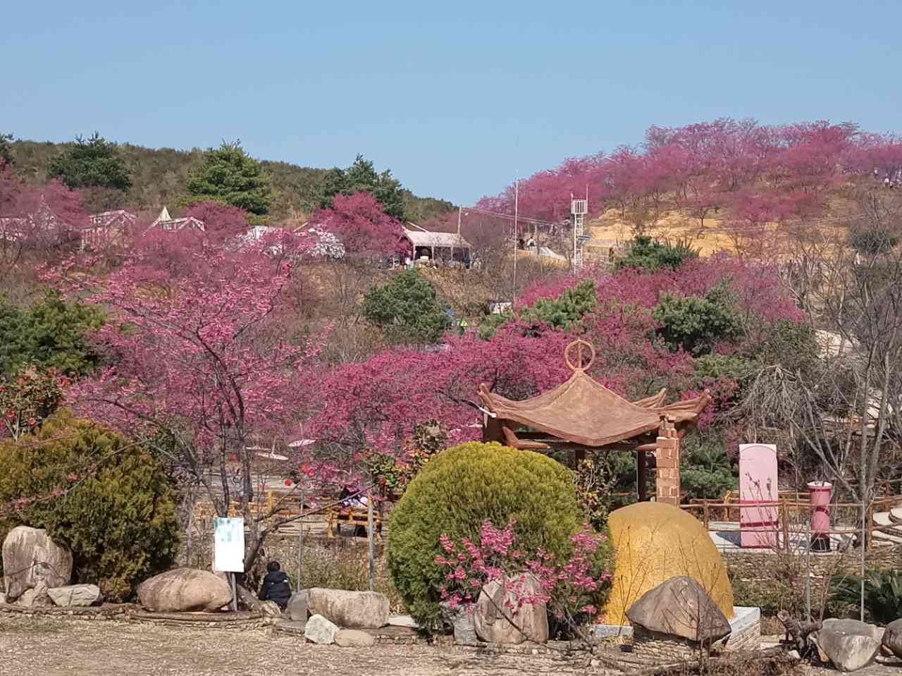 韶关曲江樱花谷生态园图片