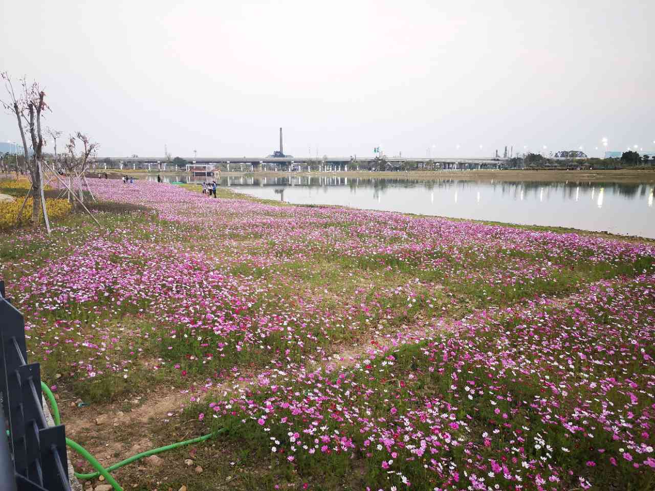 [随手拍 地点:乐平齐家湖 湖的南岸有大片向日葵 北岸有大片
